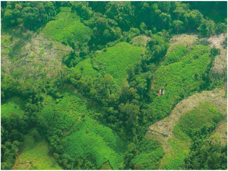 Lotes de coca con alta densidad foliar en Tumaco