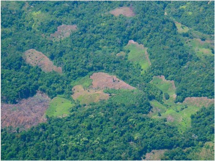 Lotes de coca en la regi�n Central